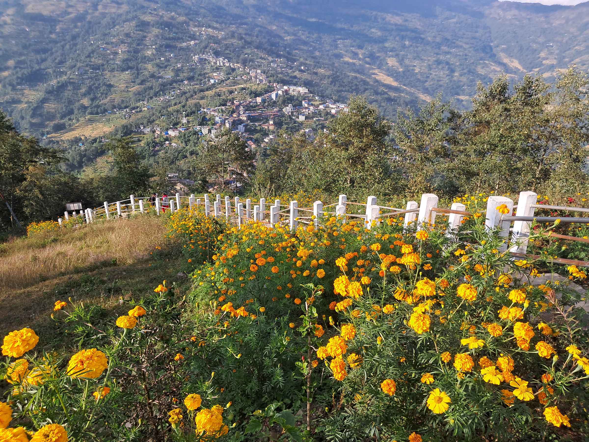 flower at majhuwagadhi (iii).jpg